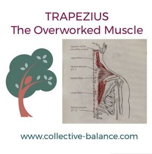 TRAPEZIUS The Overworked Muscle